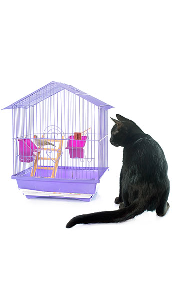 pet-image